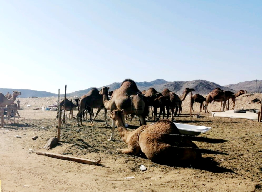 ضبط 4 حظائر مخالفة لبيع حليب الإبل في جدة