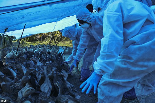 إعدام عشرات الآلاف من الدجاج بعد تفشي إنفلونزا الطيور في الهند