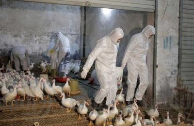 إعدام 400 ألف بطة بعد تفشي إنفلونزا الطيور في فرنسا