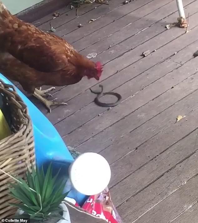 فيديو مذهل يوثق قتال الموت بين دجاجة وثعبان لن تتخيل الفائز  (3)