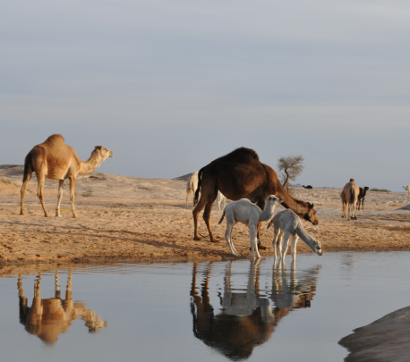 الهيئة الملكية لـ العلا تعيد توطين أكثر من 150 حيواناً برياً