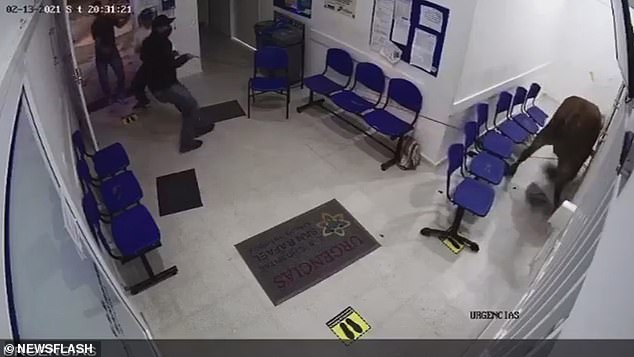 فيديو وصور .. بقرة هاربة تهاجم المرضى داخل مستشفى في كولومبيا