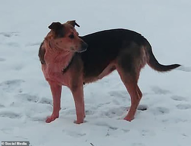الكلاب تتحول للون الوردي والأزرق في روسيا فما السبب؟