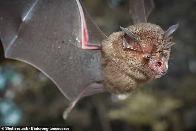 اكتشاف فيروس جديد مرتبط بـ كورونا في الخفافيش