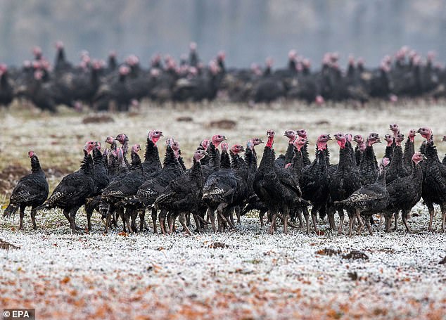 إنفلونزا الطيور H5N8 تجتاح منطقة صينية