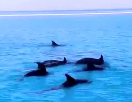شاهد.. الدلافين في شواطئ أملج - المواطن