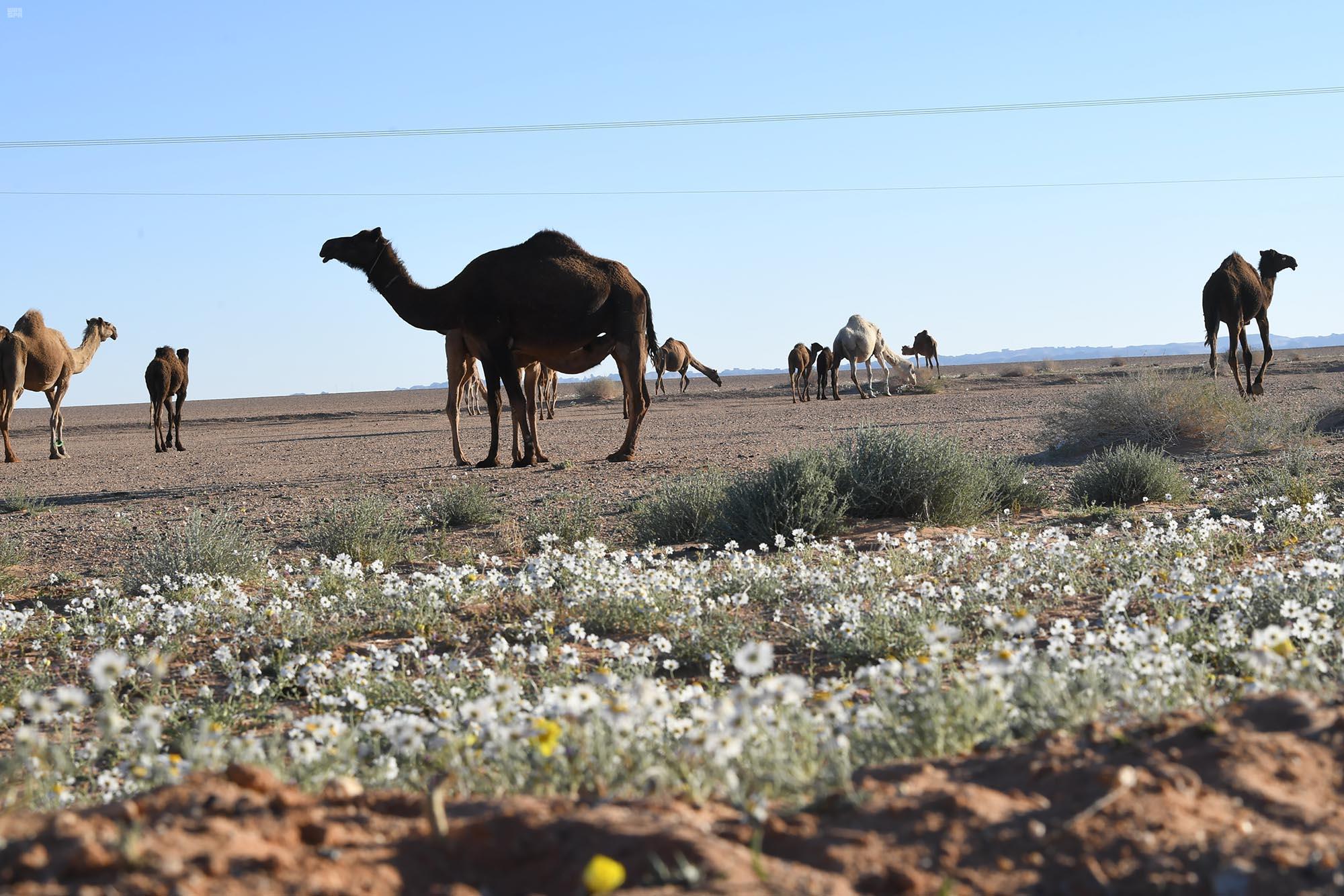 شاهد.. بوادر الربيع تستهل بساطها الأخضر بـ زهرة الأقحوان 