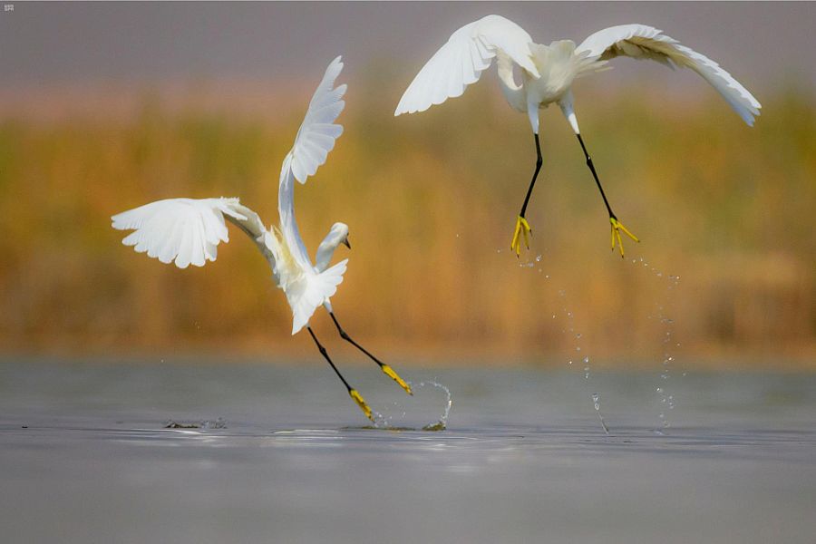 بحيرة الأصفر في الأحساء محمية طبيعية تأوي الطيور المهاجرة