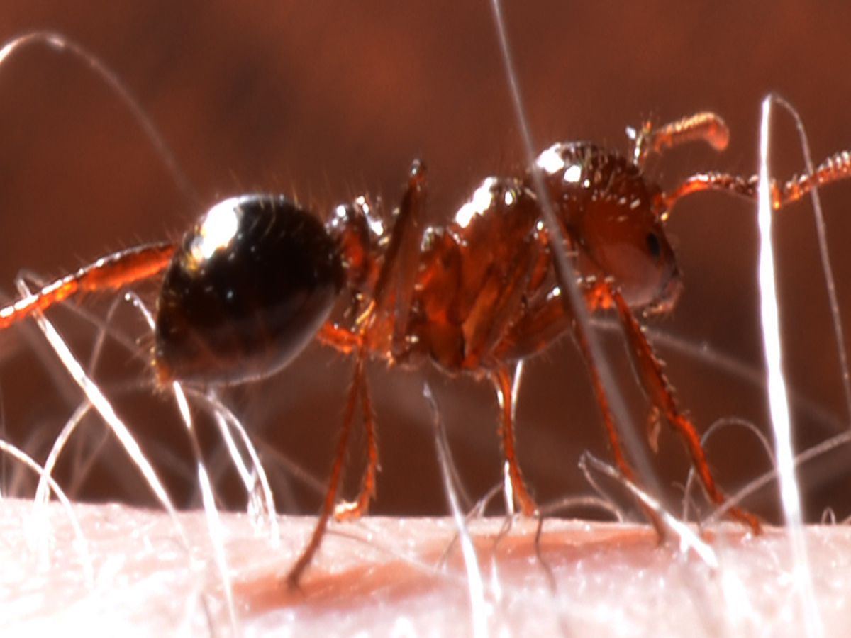 فيديو.. الصين تحارب النمل بالنار !
