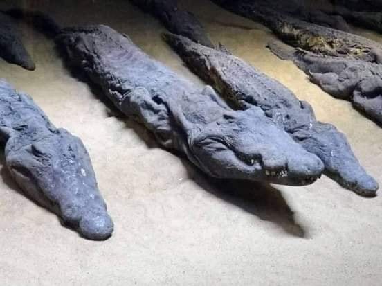 فيديو.. كنز يخرج من أحشاء مومياء !