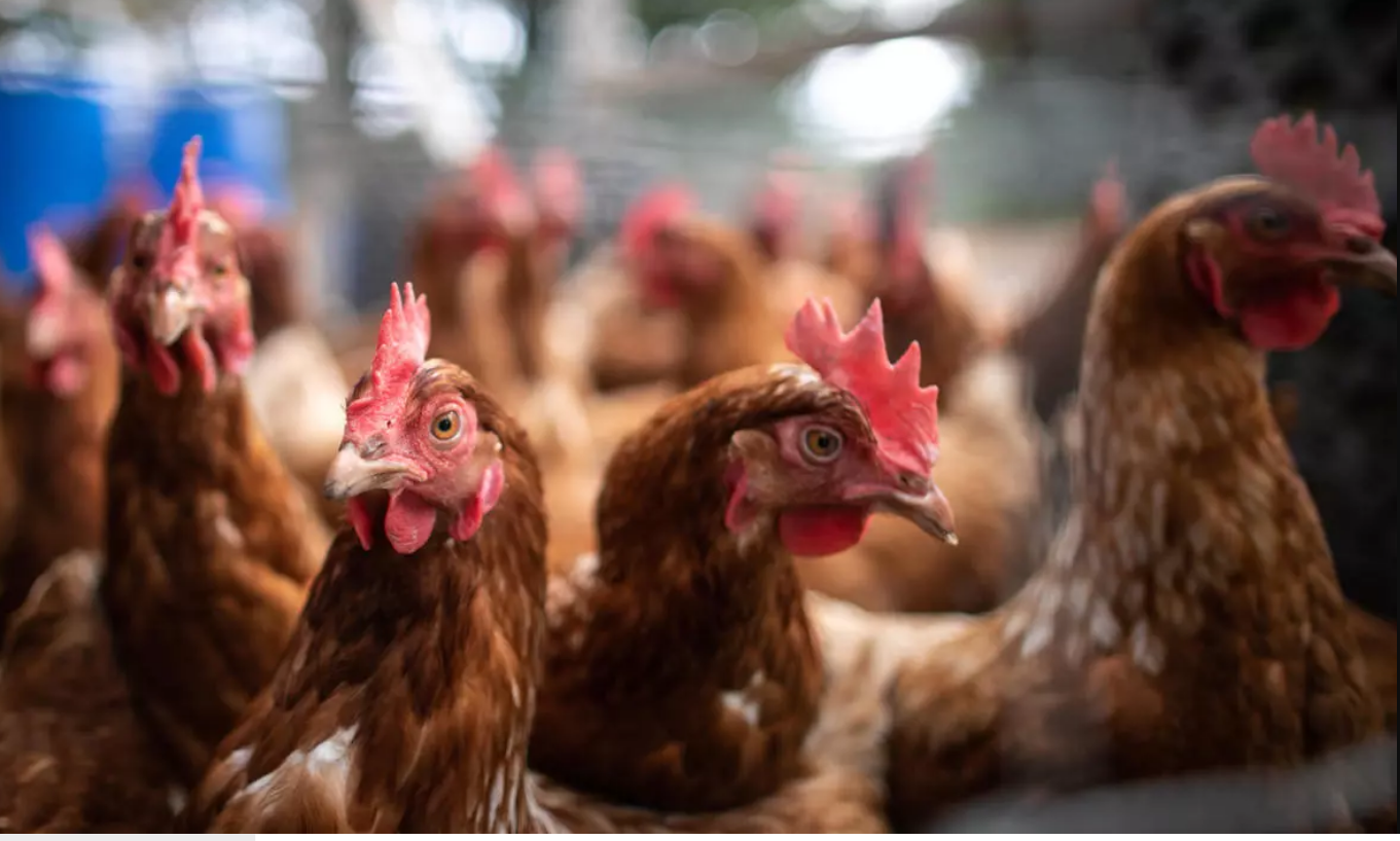 نفوق آلاف الدجاج في الجزائر بسبب مرض فيروسي خطير