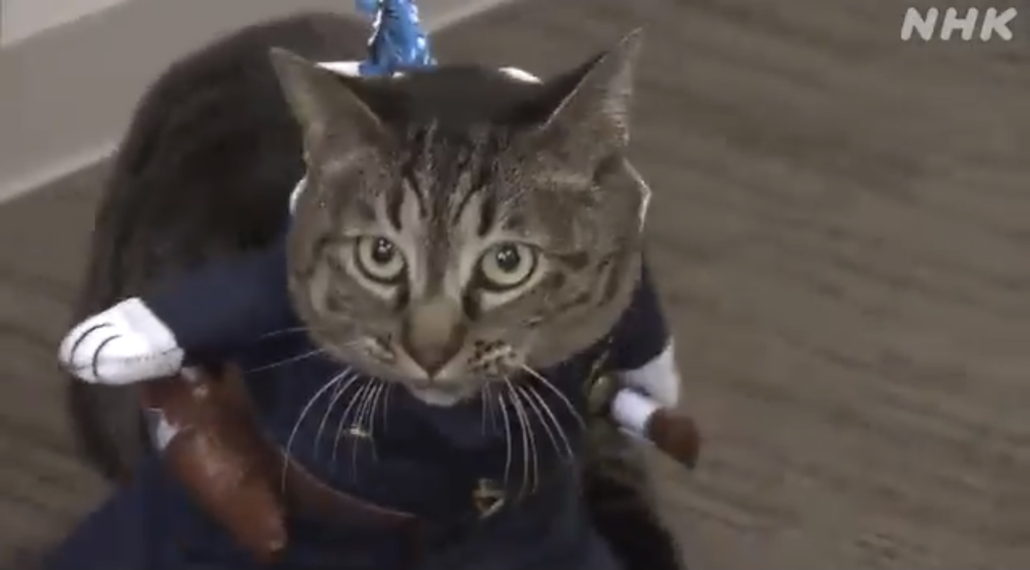 قطة مديرًا لأحد أقسام الشرطة في اليابان