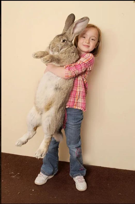 فيديو.. سرقة أضخم أرنب في العالم !