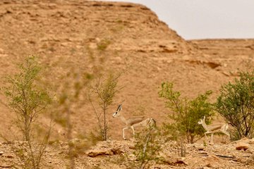 تسجيل 15 ولادة جديدة لظباء الريم في متنزه الغاط الوطني