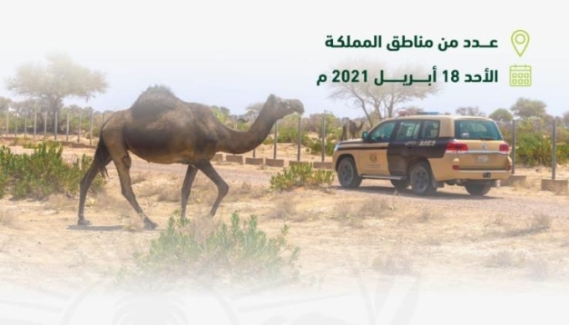 القوات الخاصة للأمن البيئي توقف 37 مخالفًا لنظام البيئة