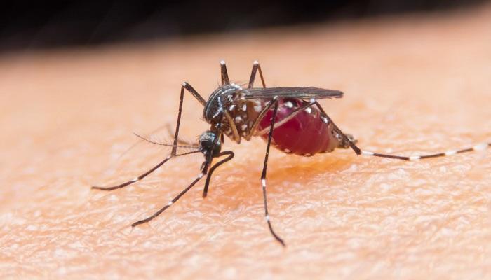أول إصابة بالملاريا منذ 20 عامًا في أمريكا