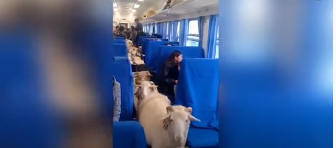 رد فعل ركاب قطار داهمتهم الأغنام في الصين