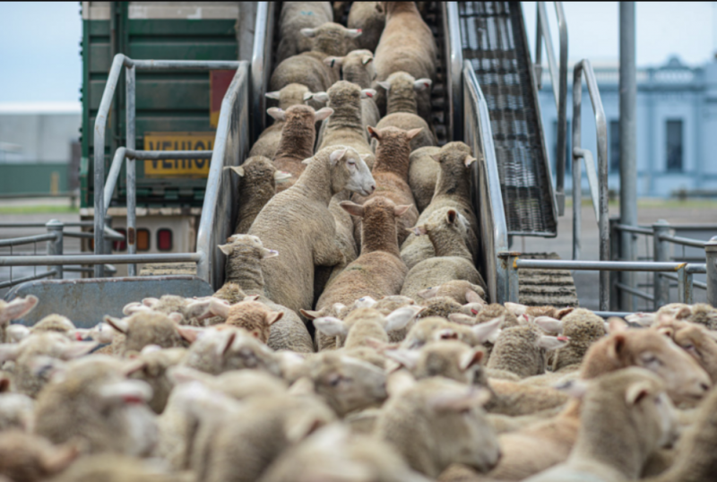 السعودية تسمح باستيراد الماشية من أستراليا