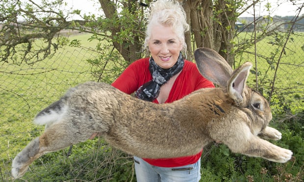فيديو.. سرقة أضخم أرنب في العالم !
