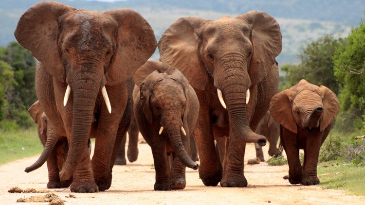 قطيع أفيال يقتل صيادًا بطريقة وحشية بجنوب أفريقيا