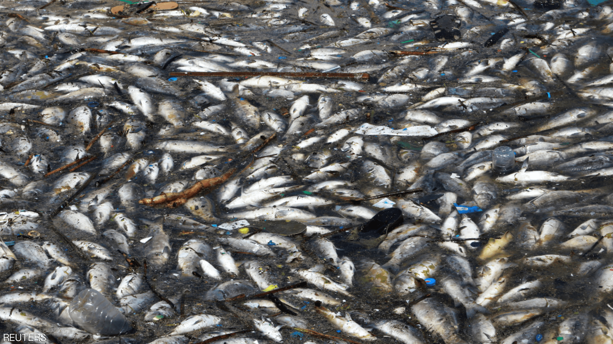 الأسماك النافقة بنهر الليطاني في لبنان سببها الإهمال