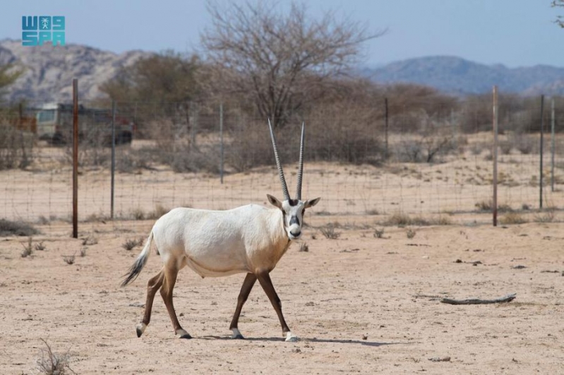55 مولودًا جديدًا يعزز الحياة الفطرية في محميتي ال...
