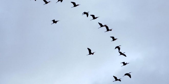 صورة 80 % من الطيور المهاجرة تتعرض لخطر الانقراض – صحيفة المواطن الإلكترونية