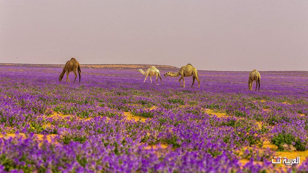 اللون البنفسجي