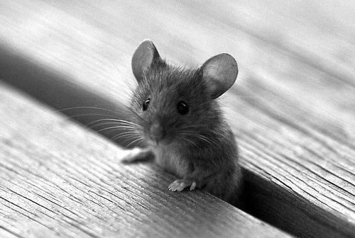 شاهد الفئران تجتاح مدنًا كبيرة في أستراليا