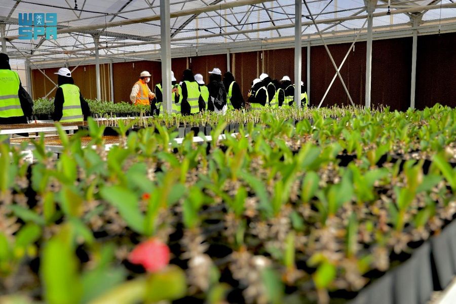 استزراع 15 مليون نبتة وشتلة لإثراء الغطاء النباتي في مشروع البحر الأحمر