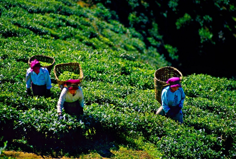 وباء كورونا في الهند يؤثر على أسعار الشاي !