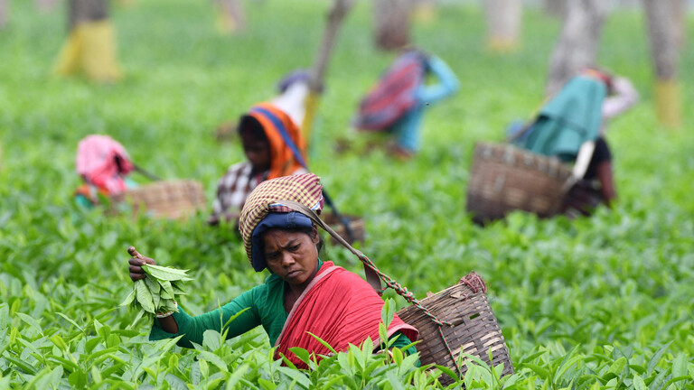 وباء كورونا في الهند يؤثر على أسعار الشاي !