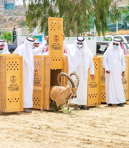 إطلاق 20 وعلًا جبليًّا بالمنتزه الوطني ببلجرشي