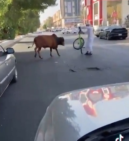 ثور يتجول في شوارع جدة ويهاجم المارة