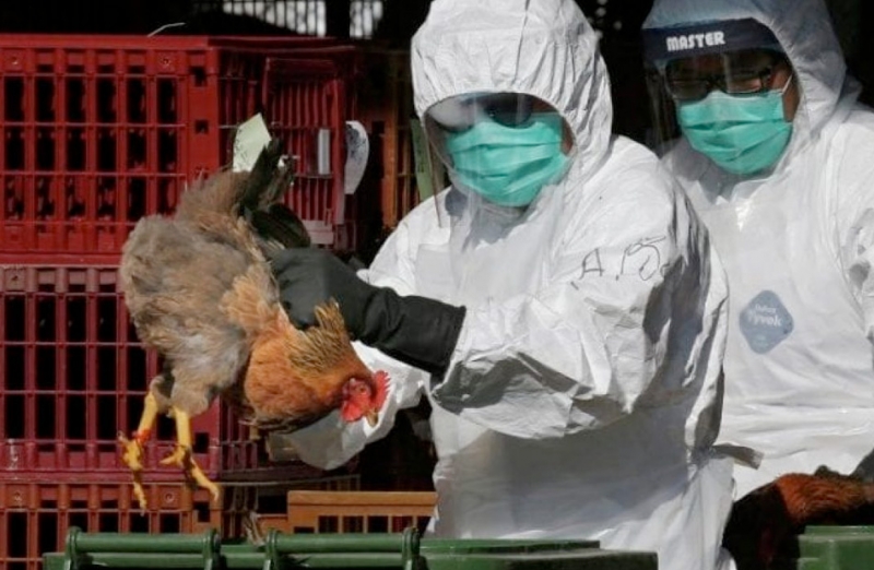 تسجيل أول إصابة بشرية في العالم بإنفلونزا الطيور