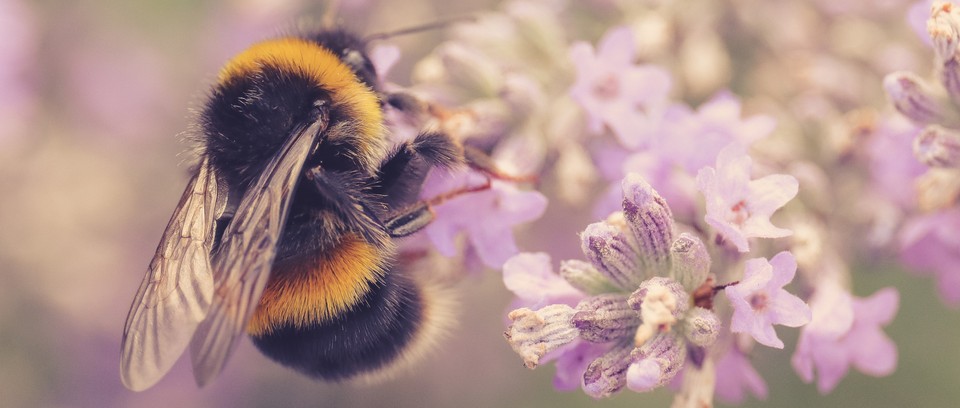 تنوع الغطاء النباتي في الشمالية يعزز ازدهار النحل ويدعم البيئة