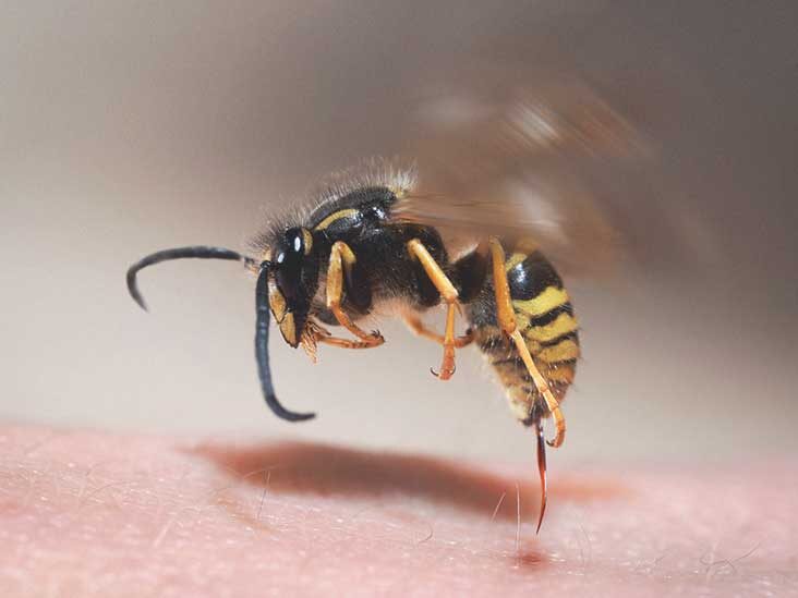 حقائق مذهلة يكتشفها العلم عن لسعة النحل 