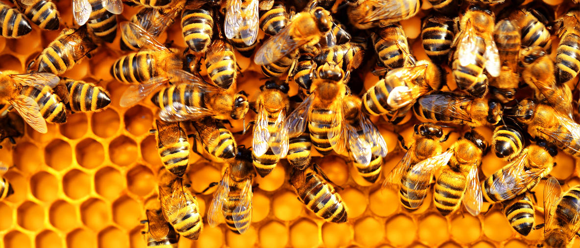 علاج التصلب اللويحي بلسعات النحل