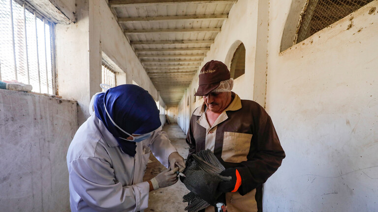 حقيقة ظهور بؤر جديدة من إنفلونزا الطيور H10 في مصر