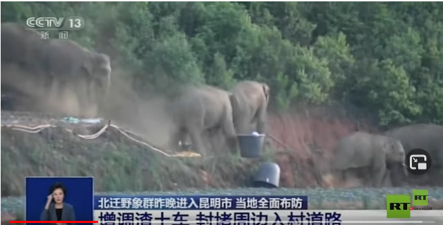 قطيع فيلة شاردة يثير الزعر داخل قرية صينية