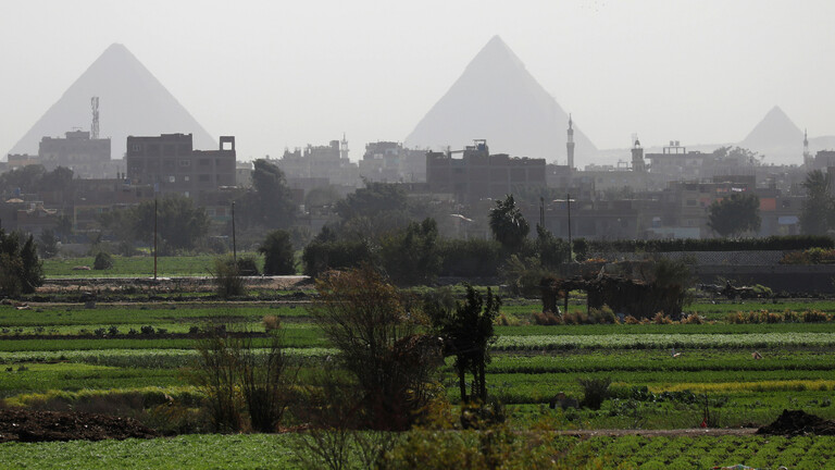 مصر تنجح في زراعة الأرز الجاف لمواجهة أزمة المياه