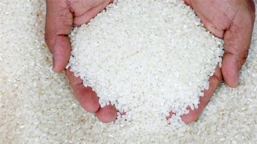 مصر تنجح في زراعة الأرز الجاف لمواجهة أزمة المياه (1)