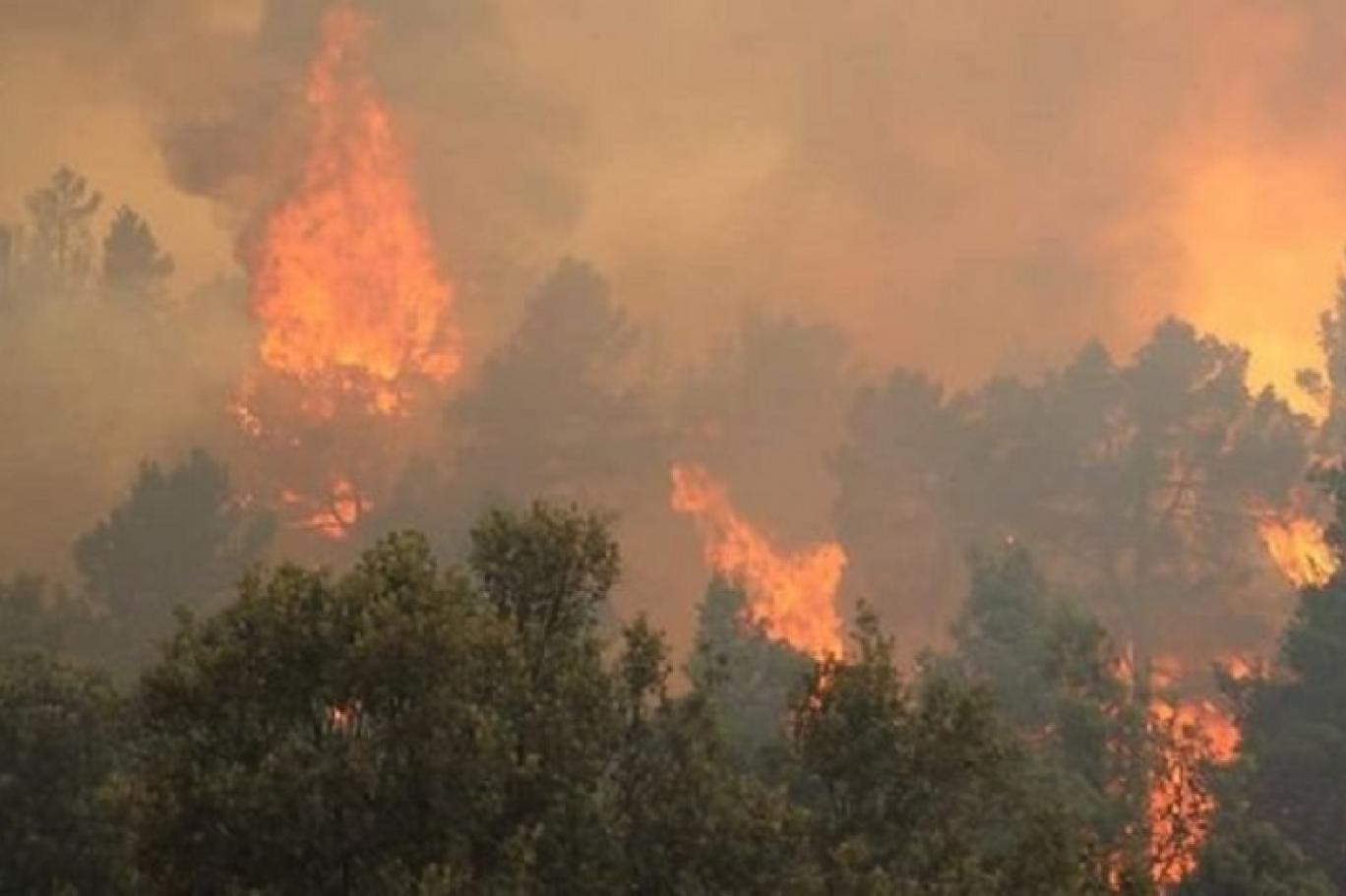 مسؤول جزائري: فعل إجرامي وراء حرائق الغابات غير المسبوقة