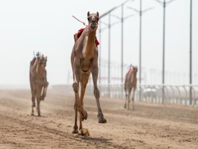 مهرجان ولي العهد لـ الهجن