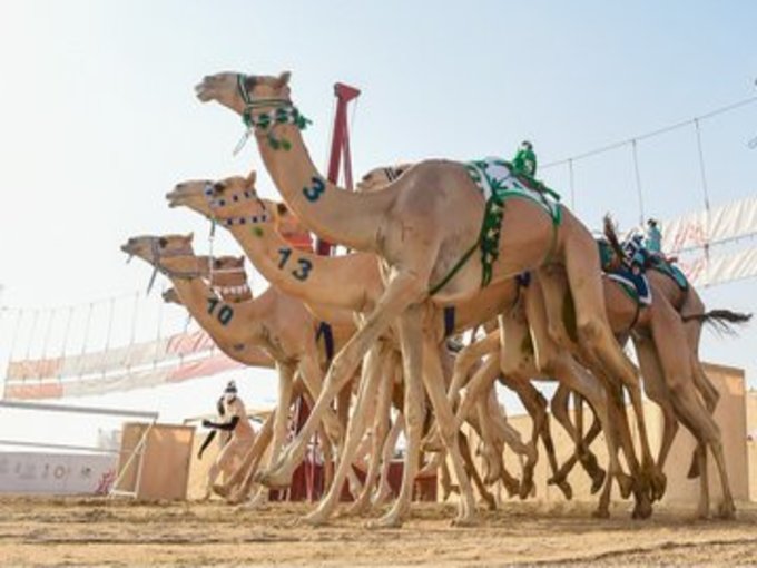 مريح يحقق أفضل توقيت صباح اليوم بـ مهرجان ولي العهد لـ الهجن