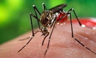 شكوى من انتشار البعوض والحشرات في قرى جازان بسبب المستنقعات