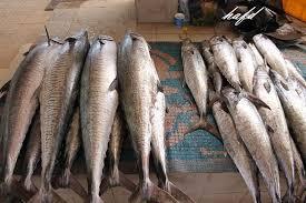 حظر صيد أسماك الكنعد على ساحل الخليج العربي لمدة شهرين