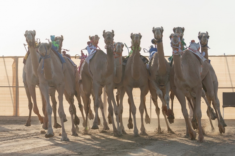 مهرجان ولي العهد للهجن