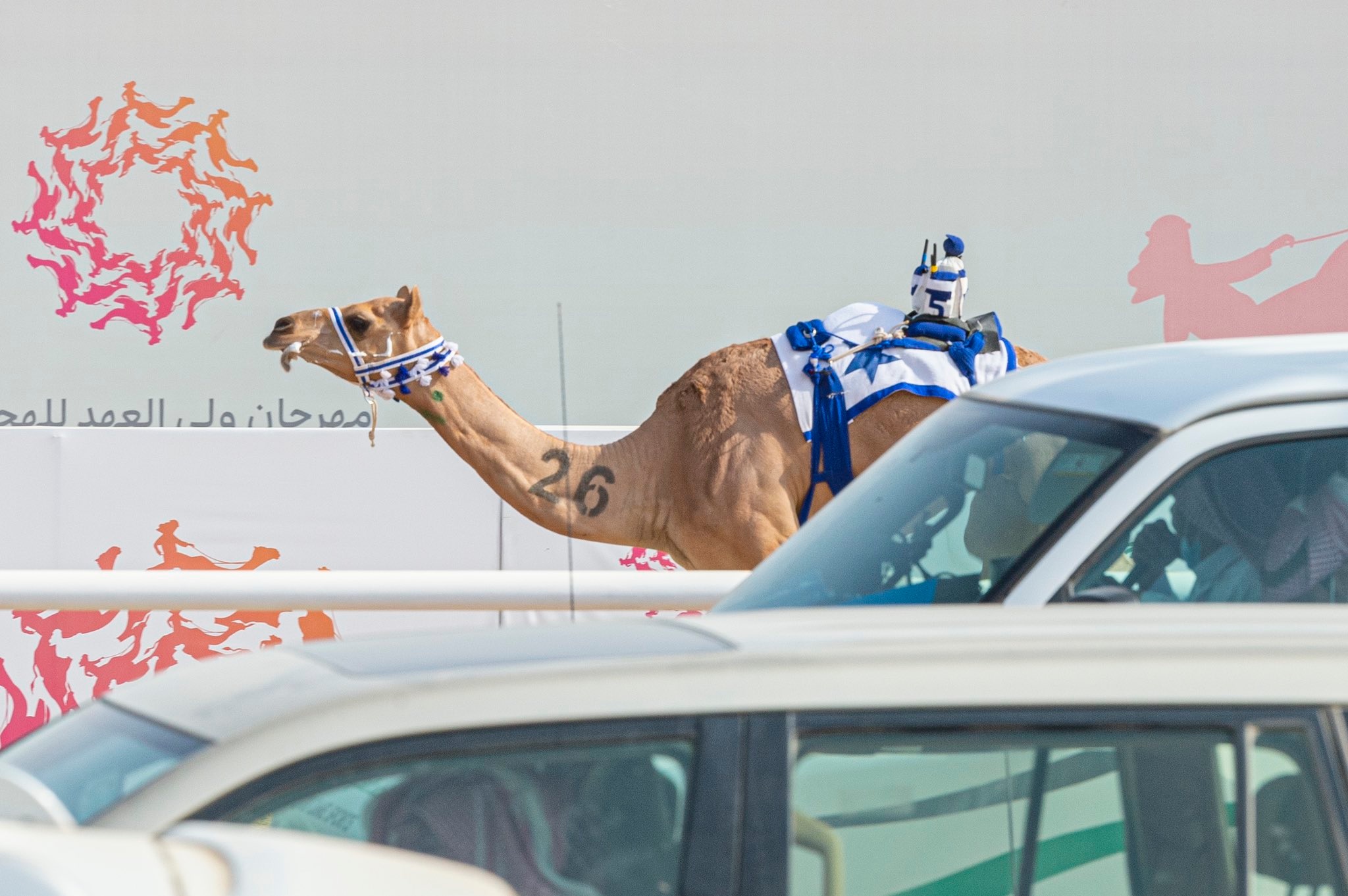 أبرز نتائج مهرجان ولي العهد للهجن 3