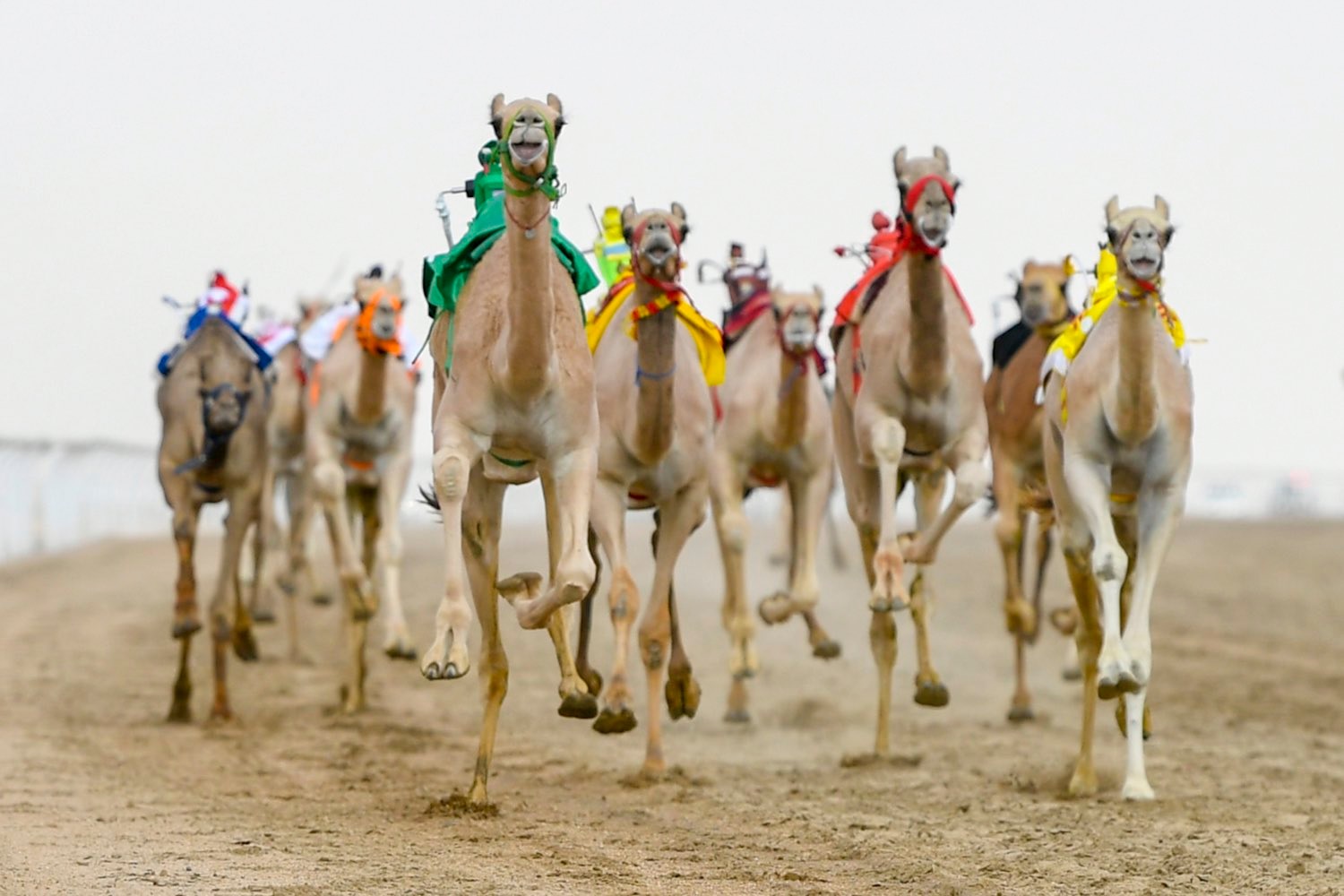 نتائج مهرجان ولي العهد للهجن 3 باليوم الثالث